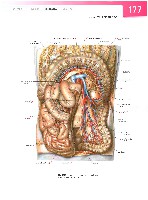 Sobotta  Atlas of Human Anatomy  Trunk, Viscera,Lower Limb Volume2 2006, page 184